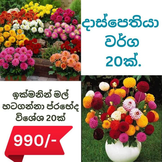 දාස් පෙතියා වර්ග 20